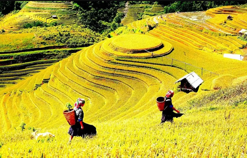 Bản Lao Chải mùa lúa chín