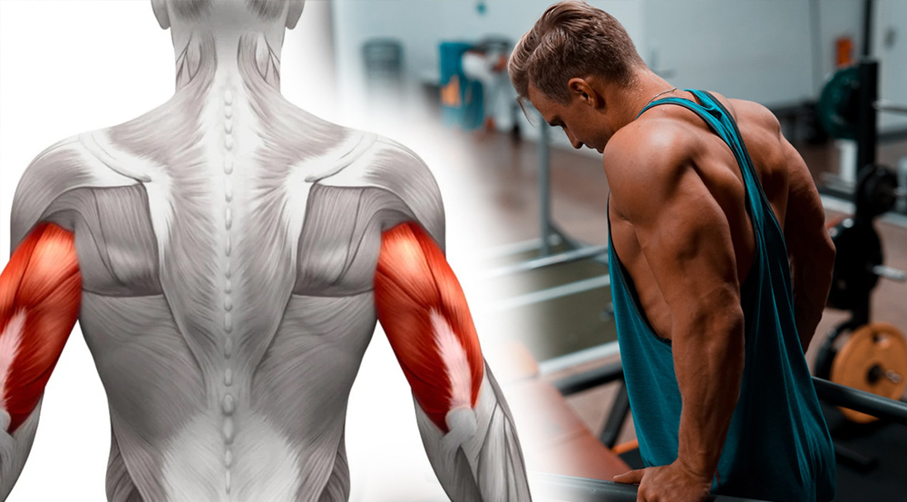 Triceps dip là gì? Hướng dẫn cách tập Triceps dip chuẩn nhất [🆕🇻🇳] citigym.com.vn