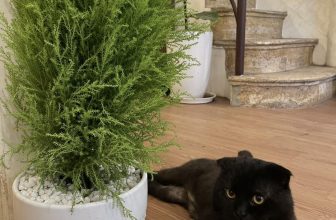 [☕️🇻🇳] Dear November Coffee 🥤 Top1Coffee ☕️ Chuẩn bị cho 1 mùa giáng sinh cùng Khoi, Cam, Quýt
———————————————
Dear November Coffee
:
Cơ sở 1: cuối ngõ 59 Chùa Láng
C , shares-0✔️ , likes-21❤️️ , date-2022-11-28 10:17:15🇻🇳🇻🇳🇻🇳📰🆕