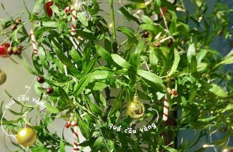 [☕️🇻🇳] Hạ An Corner – Trà – Bánh – Cafe – Piano 🥤 Top1Coffee ☕️ Cùng bên nhau đón Giáng sinh. Trao tặng nhau những chân tình. Để thêm ấm áp giữa đêm mùa đông.𝗛𝗮̣ 𝗔𝗻 𝗖𝗼𝗿𝗻𝗲𝗿
[𝒯𝓇𝒶̀ – ℬ𝒶́𝓃𝒽 – , shares-0✔️ , likes-17❤️️ , date-2023-12-12 02:53:22🇻🇳🇻🇳🇻🇳📰🆕