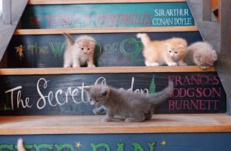 [☕️🇻🇳] Nhã Nam Books N’ Coffee 🥤 Top1Coffee ☕️ Nhà không có gì ngoài sách, những chiếc cầu thang mê hoặc lòng người và những em mèo khiến bạn mềm nhũn vì quá đáng yêu.  Dư vị  , shares-1✔️ , likes-82❤️️ , date-2023-12-25 10:39:04🇻🇳🇻🇳🇻🇳📰🆕