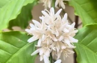 [☕️🇻🇳] ILOTA Coffee Roasters – Cafe rang xay 🥤 Top1Coffee ☕️ Hoa cà phê nở rộ ngay tại 𝐈𝐋𝐎𝐓𝐀 𝐂𝐨𝐟𝐟𝐞𝐞 𝐑𝐨𝐚𝐬𝐭𝐞𝐫  #ILOTA #caphenguyenchat #coffee
, shares-0✔️ , likes-0❤️️ , date-2024-01-22 12:15:15🇻🇳🇻🇳🇻🇳📰🆕