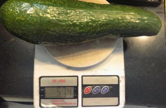 [☕️🇻🇳] Tungbook Coffee Hà Nội 🥤 Top1Coffee ☕️ Bơ ngon như này cơ ạ, đến Tungbook rồi mà không ăn Bơ là quá phí đấy nha khách hàng iu quý ơi
, shares-0✔️ , likes-0❤️️ , date-2020-05-30 08:51:24🇻🇳🇻🇳🇻🇳📰🆕