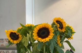 [☕️🇻🇳] Hanoi Roastery-We are Processing Fresh Coffee 🥤 Top1Coffee ☕️ Hường về phía mặt trời bạn sẽ không thể nhìn thấy bóng tối. Đó là những gì hoa hướng dương đang làm  #HanoiRoastery
#149NguyenD , shares-0✔️ , likes-10❤️️ , date-2020-06-19 07:34:18🇻🇳🇻🇳🇻🇳📰🆕