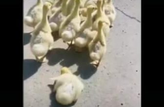 [☕️🇻🇳] ĐEN ROASTER Coffee – Tea 🥤 Top1Coffee ☕️  , shares-0✔️ , likes-6❤️️ , date-2020-07-04 04:14:04🇻🇳🇻🇳🇻🇳📰🆕