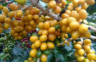 [☕️🇻🇳] EZ Coffee- Cung cấp Cafe rang xay pha máy 🥤 Top1Coffee ☕️ Cà phê Moka Cầu Đất là gì.Chúng ta ai cũng từng nghe về Moka và thấy Moka được bán đầy thị trường thế nhưng ít ai dám chắc rằn , shares-1✔️ , likes-10❤️️ , date-2020-08-06 01:15:33🇻🇳🇻🇳🇻🇳📰🆕