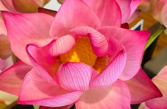 [☕️🇻🇳] ĐEN ROASTER Coffee – Tea 🥤 Top1Coffee ☕️ Sen hồng rực rỡ giữa đầm
Dịu dàng, tinh khiết, duyên ngầm đẹp saoVớt nốt vụ sen cuối mùa tạm biệt tháng 8ĐENROASTER COFF , shares-0✔️ , likes-12❤️️ , date-2020-08-31 03:21:16🇻🇳🇻🇳🇻🇳📰🆕