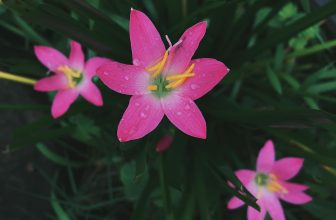 [☕️🇻🇳] CoCo’s Coffee 🥤 Top1Coffee ☕️ Có lẽ chẳng ai có thể quên được hình ảnh các bé gái chơi trò dán móng tay mỗi độ hoa huệ mưa nở nhỉ ? Sau những ngày mưa, hoa cũ , shares-0✔️ , likes-6❤️️ , date-2020-10-16 07:04:47🇻🇳🇻🇳🇻🇳📰🆕