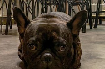 [☕️🇻🇳]1986 Tea-Coffee 🥤 Top1Coffee ☕️ Sáng ra thấy Đen nằm rầu rĩ ngay ngắn, tớ hỏi sao buồn nó kêu muốn sửa mũi. Hỏi sửa mũi chi kêu cho đẹp trai để có người yêu.
T , shares-2✔️ , likes-59❤️️ , date-2020-10-21 07:26:47🇻🇳🇻🇳🇻🇳📰🆕