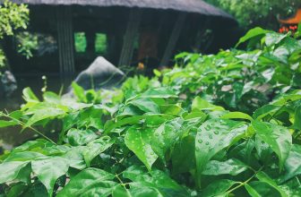 [☕️🇻🇳] CoCo’s Coffee 🥤 Top1Coffee ☕️ Có cơn mưa rào ghé qua !
Từng giọt nước nặng trĩu vội rửa trôi hết những nỗi buồn mới, nỗi buồn cũ đã đọng lại trong lòng bao n , shares-0✔️ , likes-6❤️️ , date-2020-10-26 03:27:13🇻🇳🇻🇳🇻🇳📰🆕