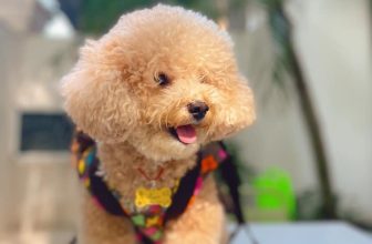 [☕️🇻🇳] Coming Home – Coffee – Tea 🥤 Top1Coffee ☕️ Chào mừng các Cô Chú đầu tuần nha!!!  Sáng nay con qua Coming Home Coffee tắm nắng nè  #caphedepquan8
#cominghomecoffee
#quancap , shares-0✔️ , likes-8❤️️ , date-2020-11-16 04:59:54🇻🇳🇻🇳🇻🇳📰🆕