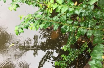 [☕️🇻🇳] CoCo’s Coffee 🥤 Top1Coffee ☕️ Cơn mưa đêm lúc nhanh lúc chậm
Chuyện chúng mình lúc chậm lúc nhanh
Anh chẳng biết là nhanh hay chậm
Khi bên em chậm cũng thành  , shares-0✔️ , likes-11❤️️ , date-2020-11-17 03:24:40🇻🇳🇻🇳🇻🇳📰🆕