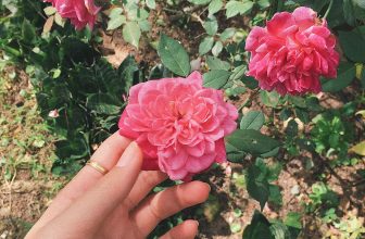 [☕️🇻🇳] CoCo’s Coffee 🥤 Top1Coffee ☕️ Hoa xinh trong vườn, dành tặng riêng những người thầy người cô nhân ngày 20-11. Chúc quý thầy cô luôn luôn mạnh khoẻ với sự nghi , shares-0✔️ , likes-12❤️️ , date-2020-11-20 04:05:19🇻🇳🇻🇳🇻🇳📰🆕