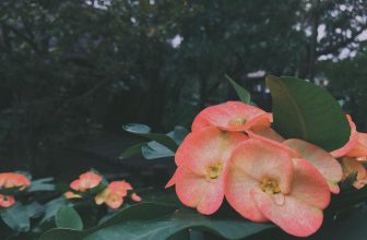 [☕️🇻🇳] CoCo’s Coffee 🥤 Top1Coffee ☕️ Hello December !
Tháng 12 tới với những cơn mưa và gió lạnh
——————-
#cocoscoffee
57 Nguyễn Hữu Cảnh – Đồng Hới – Quảng Bình , shares-0✔️ , likes-8❤️️ , date-2020-12-02 03:55:48🇻🇳🇻🇳🇻🇳📰🆕