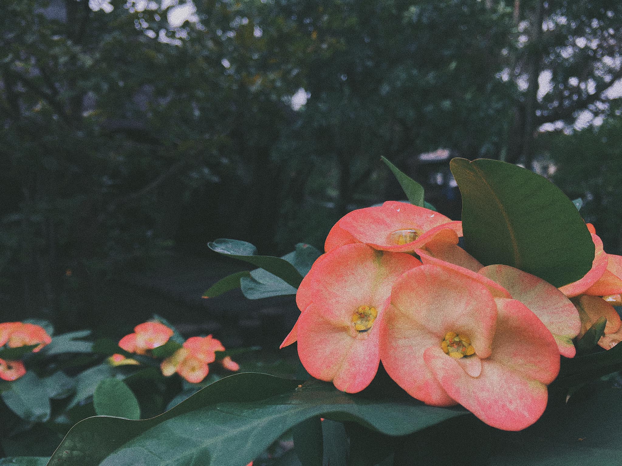 [☕️🇻🇳] CoCo’s Coffee 🥤 Top1Coffee ☕️ Hello December !
Tháng 12 tới với những cơn mưa và gió lạnh
——————-
#cocoscoffee
57 Nguyễn Hữu Cảnh – Đồng Hới – Quảng Bình , shares-0✔️ , likes-8❤️️ , date-2020-12-02 03:55:48🇻🇳🇻🇳🇻🇳📰🆕