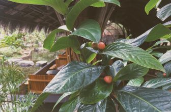 [☕️🇻🇳] CoCo’s Coffee 🥤 Top1Coffee ☕️ Khi mùa hoa trà nở !
Mình dọn dẹp tạm biệt người bạn cũ, thu xếp đón chào người bạn mới ! Đông qua Xuân lại tới, bạn hãy cứ khiê , shares-0✔️ , likes-5❤️️ , date-2020-12-09 06:37:07🇻🇳🇻🇳🇻🇳📰🆕