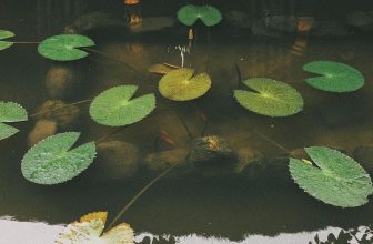 [☕️🇻🇳] CoCo’s Coffee 🥤 Top1Coffee ☕️ Giấc ngủ vùi ai mơ mà không dễ
Thức dậy yêu mới là khó ở trên đời
—————————
Những nụ hoa ngủ vùi đợi xuân sang tại #cocosco , shares-0✔️ , likes-6❤️️ , date-2021-01-06 04:17:25🇻🇳🇻🇳🇻🇳📰🆕