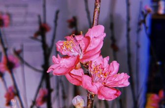 [☕️🇻🇳] Tungbook Coffee Hà Nội 🥤 Top1Coffee ☕️ Hoa đào đã nở
#tungbookcoffee, #cafesach
, shares-0✔️ , likes-0❤️️ , date-2021-01-29 04:55:36🇻🇳🇻🇳🇻🇳📰🆕