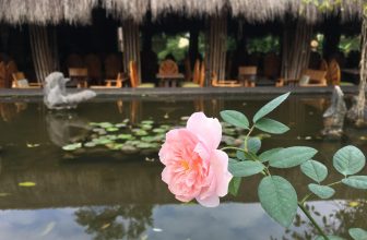 [☕️🇻🇳] CoCo’s Coffee 🥤 Top1Coffee ☕️ Dù cho mưa giông bão táp cuộc đời có tới
Thì hoa vẫn nở
Tết vẫn về
Lòng người dù âu lo vẫn rộn ràng niềm vui chờ đón những đ , shares-0✔️ , likes-10❤️️ , date-2021-02-02 03:12:00🇻🇳🇻🇳🇻🇳📰🆕