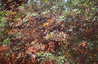 [☕️🇻🇳] Tungbook Coffee Hà Nội 🥤 Top1Coffee ☕️ Nắng mùa xuân….năm covid thứ 2
, shares-0✔️ , likes-2❤️️ , date-2021-02-21 11:20:42🇻🇳🇻🇳🇻🇳📰🆕