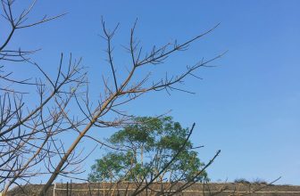 [☕️🇻🇳] CoCo’s Coffee 🥤 Top1Coffee ☕️ Ngày đẹp trời là khi cậu tỉnh giấc vừa vặn đúng lúc đồng hồ réo chuông. Quần áo giặt xong đem phơi đúng lúc trời hửng nắng. Trời , shares-0✔️ , likes-4❤️️ , date-2021-02-21 03:13:53🇻🇳🇻🇳🇻🇳📰🆕