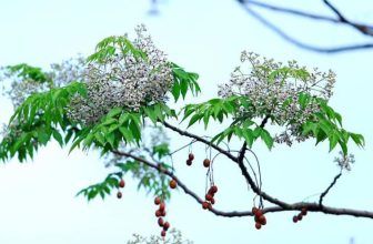 [☕️🇻🇳] Bắc Việt Coffee 🥤 Top1Coffee ☕️ Hoa xoan tuy đến đúng hẹn nhưng nhanh nở mau tàn nên thường để lại sự thấm buồn, nuối tiếc trong lòng người yêu hoa.Cuộc đời  , shares-0✔️ , likes-32❤️️ , date-2021-03-16 13:04:24🇻🇳🇻🇳🇻🇳📰🆕