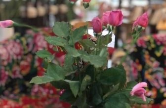 [☕️🇻🇳] Tungbook Coffee Hà Nội 🥤 Top1Coffee ☕️ Chiều thứ
, shares-0✔️ , likes-5❤️️ , date-2021-03-15 09:55:47🇻🇳🇻🇳🇻🇳📰🆕