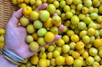 [☕️🇻🇳] NAM house 🥤 Top1Coffee ☕️ Hàng năm, cứ vào dịp đầu hè này là đến mùa quả mơ chín mọng
cây mơ mỗi năm chỉ có 1 mùa quả chín
chúng ra hoa vào độ cuối đông,  , shares-7✔️ , likes-24❤️️ , date-2023-04-06 02:31:35🇻🇳🇻🇳🇻🇳📰🆕