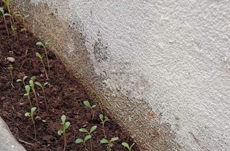 [☕️🇻🇳] măng 🥤 Top1Coffee ☕️ thỉnh thoảng mẹ lại lúi húi gieo cây này cây kia ở góc này góc nọ. măng chỉ biết ngồi nhìn đàn cây lớn, lớn nhanh nhanh cùng với , shares-1✔️ , likes-51❤️️ , date-2021-04-29 10:07:39🇻🇳🇻🇳🇻🇳📰🆕