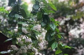 [☕️🇻🇳] Tungbook Coffee Hà Nội 🥤 Top1Coffee ☕️ Năm tháng trôi qua
Con đường khác trước
Cố nhân chẳng như xưa
Chỉ có cơn mưa vẫn hững hờ như cũ …
, shares-0✔️ , likes-5❤️️ , date-2021-10-15 04:28:52🇻🇳🇻🇳🇻🇳📰🆕