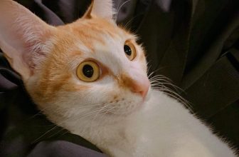 [☕️🇻🇳] 22 phẩy 5 coffee 🥤 Top1Coffee ☕️ Điều gì đã làm Bông trợn mắt như vậy?
Đúng vậy, là công văn dịch tễ dành cho vùng nguy cơ cao
Việc bùng dịch trong khu vực là đ , shares-1✔️ , likes-39❤️️ , date-2021-12-06 14:04:45🇻🇳🇻🇳🇻🇳📰🆕