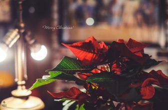 [☕️🇻🇳] Root Coffee Roastery 🥤 Top1Coffee ☕️ December is here
Cùng hoà mình vào không gian ấm áp, cảm nhận khoảnh khắc Giáng sinh để những niềm vui được lan toả. Đến ROOT ch , shares-2✔️ , likes-142❤️️ , date-2021-12-24 01:05:01🇻🇳🇻🇳🇻🇳📰🆕