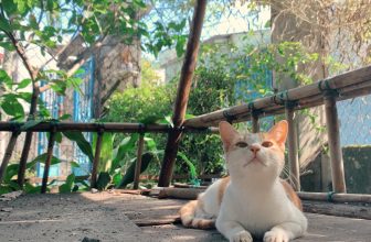 [☕️🇻🇳] 22 phẩy 5 coffee 🥤 Top1Coffee ☕️ Một chiếc Vi Tiểu Hổ hơi nọng———
#22phay5coffee
#ngoinhanhocobancafe
Kiệt33 Nam Cao/ rẽ phải ở ngã tư thứ 2/ số nhà 20
, shares-1✔️ , likes-60❤️️ , date-2022-01-11 08:26:13🇻🇳🇻🇳🇻🇳📰🆕