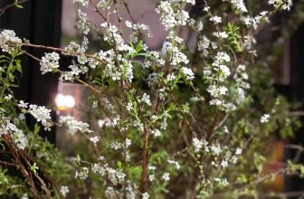 [☕️🇻🇳] Tungbook Coffee Hà Nội 🥤 Top1Coffee ☕️ Tuyết mai nở rộ ….
, shares-0✔️ , likes-8❤️️ , date-2022-01-27 03:03:54🇻🇳🇻🇳🇻🇳📰🆕