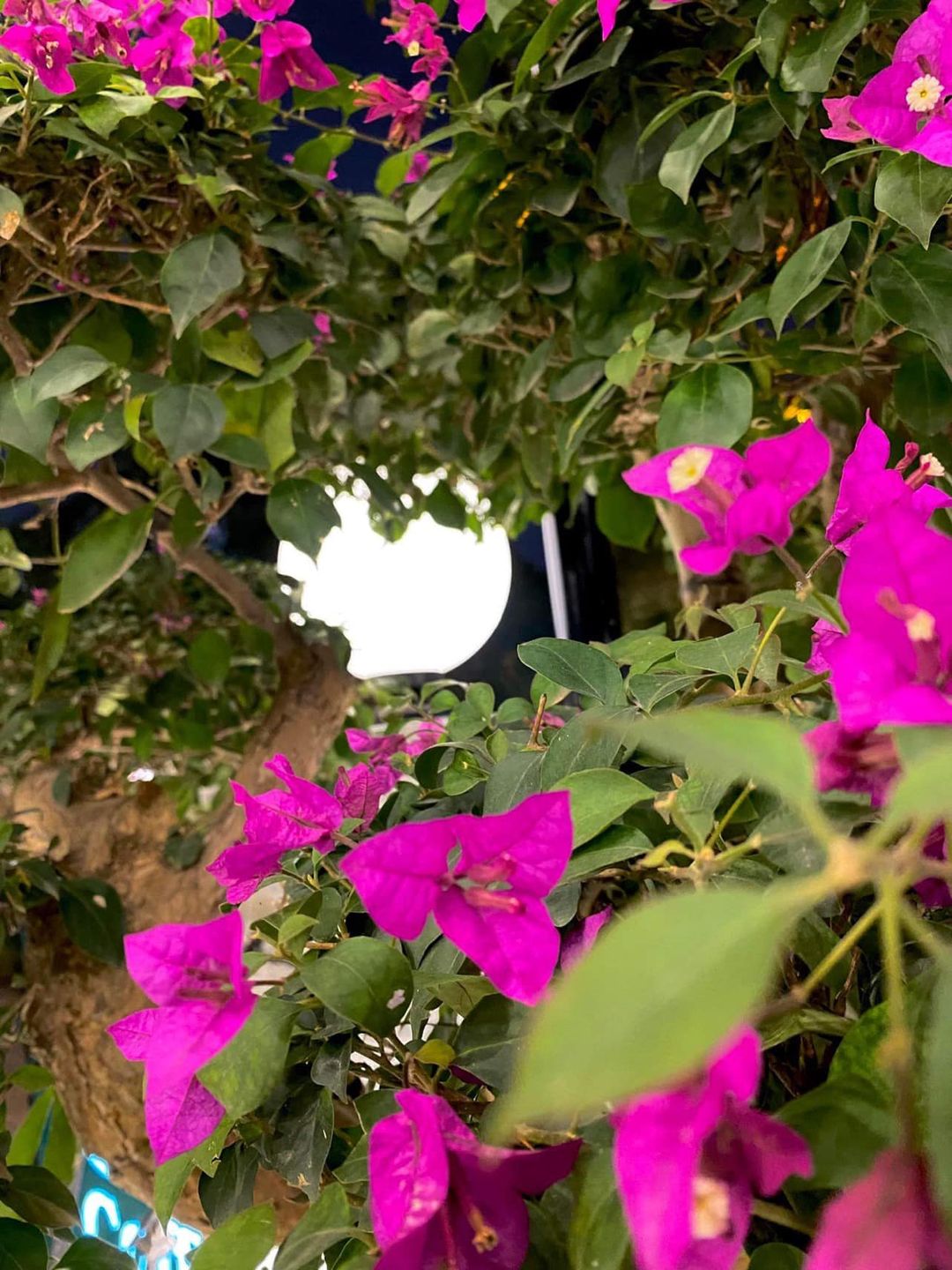 [☕️🇻🇳] The Cuppa Coffee 🥤 Top1Coffee ☕️ 𝙏𝙃𝙊̂𝙉𝙂 𝘽𝘼́𝙊 𝙇𝙄̣𝘾𝙃 𝙉𝙂𝙃𝙄̉ 𝙏𝙀̂́𝙏The Cuppa Coffee xin gửi đến các bạn thông tin về lịch nghỉ lễ ngày Tết cũng như thời gian mở cửa , shares-0✔️ , likes-5❤️️ , date-2022-01-28 05:48:41🇻🇳🇻🇳🇻🇳📰🆕