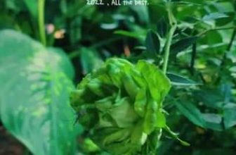 [☕️🇻🇳] 22 phẩy 5 coffee 🥤 Top1Coffee ☕️  , shares-0✔️ , likes-19❤️️ , date-2022-01-31 06:02:38🇻🇳🇻🇳🇻🇳📰🆕