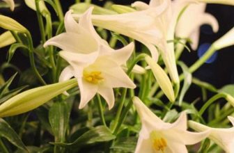 [☕️🇻🇳] Tungbook Coffee Hà Nội 🥤 Top1Coffee ☕️ happy women’s day 2022, shares-0✔️ , likes-3❤️️ , date-2022-03-08 03:12:31🇻🇳🇻🇳🇻🇳📰🆕