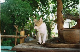 [☕️🇻🇳] 22 phẩy 5 coffee 🥤 Top1Coffee ☕️ Không biết giờ này Dịp, Sấm vs bé Đen có đang hạnh phúc không nhỉ?
——
#22phay5coffee
#ngoinhanhocobancafe
, shares-0✔️ , likes-40❤️️ , date-2022-03-17 01:30:02🇻🇳🇻🇳🇻🇳📰🆕