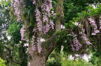 [☕️🇻🇳] Paris Coffee 🥤 Top1Coffee ☕️ Nam định quê mình
5 cây nhãn được chú chủ nhà cấy cây hoa lan từ thân lên đến tận ngọn luôn. Bước chân vào cổng là cả vườn lan t , shares-0✔️ , likes-2❤️️ , date-2022-06-06 04:41:47🇻🇳🇻🇳🇻🇳📰🆕