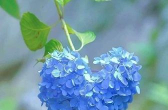 [☕️🇻🇳] Paris Coffee 🥤 Top1Coffee ☕️ Đời giống như chiếc lá
Xanh rồi cũng úa màu
Thế nên đừng vội vã
Yêu thương nào trao nhau.
Đời này vô thường lắm
Tập buông b , shares-0✔️ , likes-0❤️️ , date-2022-07-26 01:35:04🇻🇳🇻🇳🇻🇳📰🆕