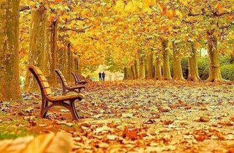 [☕️🇻🇳] Paris Coffee 🥤 Top1Coffee ☕️ Mùa thu
MÙA THU VÀ NỖI NHỚ
Ta trở về tìm lại kỷ niệm xưa
Nghe ký ức gọi tên mình khe khẽ
Có âm thanh hòa trong cơn gió nhẹ
, shares-0✔️ , likes-0❤️️ , date-2022-07-27 14:53:48🇻🇳🇻🇳🇻🇳📰🆕