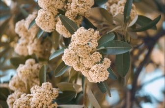 [☕️🇻🇳] Lion Coffee Nam Định 🥤 Top1Coffee ☕️ MÙA HOA SỮA SẮP VỀ !!!
ĐẶC SẢN MÙA THU – HƯƠNG HOA SỮA NỒNG NÀN
Những ngày tháng thu – trong cái se lạnh của mùa, hoa sữa , shares-0✔️ , likes-8❤️️ , date-2022-09-27 13:16:03🇻🇳🇻🇳🇻🇳📰🆕