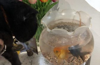 [☕️🇻🇳] Dear November Coffee 🥤 Top1Coffee ☕️ Happy weekend
———————————————
Dear November Coffee
:
Cơ sở 1: cuối ngõ 59 Chùa Láng
Cơ sở 2: 61 Linh Lang
: 8:30 – 22:30
, shares-0✔️ , likes-7❤️️ , date-2022-10-01 04:56:28🇻🇳🇻🇳🇻🇳📰🆕