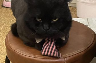 [☕️🇻🇳] Dear November Coffee 🥤 Top1Coffee ☕️ [Thông báo!!!]Do Dear November có hỷ sự, chúng mình xin phép được thông báo lịch mở cửa thứ 4 19/10 như sau:
– Cơ sở Linh Lang , shares-0✔️ , likes-14❤️️ , date-2022-10-19 00:59:03🇻🇳🇻🇳🇻🇳📰🆕