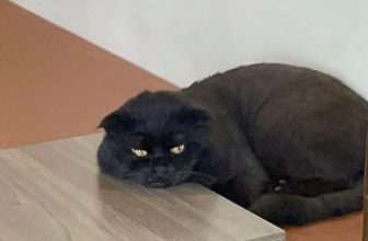 [☕️🇻🇳] Dear November Coffee 🥤 Top1Coffee ☕️ Chủ nhật đẹp trời đừng làm mèo lười nha bạn ơi
———————————————
Dear November Coffee
:
Cơ sở 1: cuối ngõ 59 Chùa Láng
Cơ sở  , shares-0✔️ , likes-22❤️️ , date-2022-11-06 09:38:36🇻🇳🇻🇳🇻🇳📰🆕