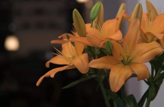 [☕️🇻🇳] 15.22 café – wine – live music ☕️ Top1Coffee ☕️ Lâu rồi không cắm ly cam
, shares-0✔️ , likes-3❤️️ , date-2022-11-19 12:15:51🇻🇳🇻🇳🇻🇳📰🆕