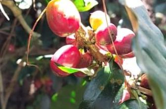 [☕️🇻🇳] Kafeville – Espresso and hand craft coffee bar 🥤 Top1Coffee ☕️  , shares-0✔️ , likes-0❤️️ , date-2022-12-13 06:14:33🇻🇳🇻🇳🇻🇳📰🆕