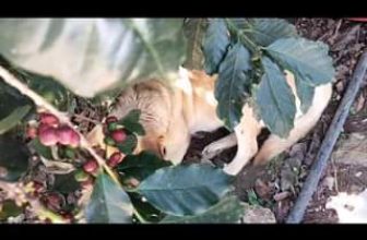 [☕️🇻🇳] Kafeville – Espresso and hand craft coffee bar 🥤 Top1Coffee ☕️  , shares-0✔️ , likes-0❤️️ , date-2022-12-13 05:30:27🇻🇳🇻🇳🇻🇳📰🆕