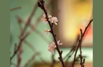 [☕️🇻🇳] NAM house 🥤 Top1Coffee ☕️ #Tết cứ ngỡ Xuân sang …
__________
NAM house
• open 6:00 – 23:00
• 15/1 le hong phong, da nang  Nam cảm ơn ảnh của anh @Ma , shares-0✔️ , likes-17❤️️ , date-2022-12-26 10:49:33🇻🇳🇻🇳🇻🇳📰🆕