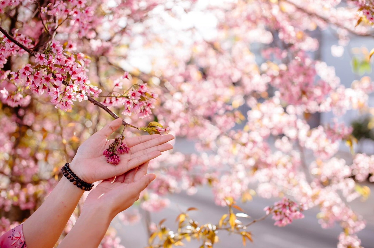 [☕️🇻🇳] Anaiis Concept – Café 🥤 Top1Coffee ☕️ Mùa xuân, một mùa cho cây rủ hết lá để lại đâm chồi nảy lộc như rủ bỏ đi những gì của năm cũ đã qua. Ngàn hoa đua nở như sẵn sàn , shares-0✔️ , likes-17❤️️ , date-2023-01-10 12:54:49🇻🇳🇻🇳🇻🇳📰🆕